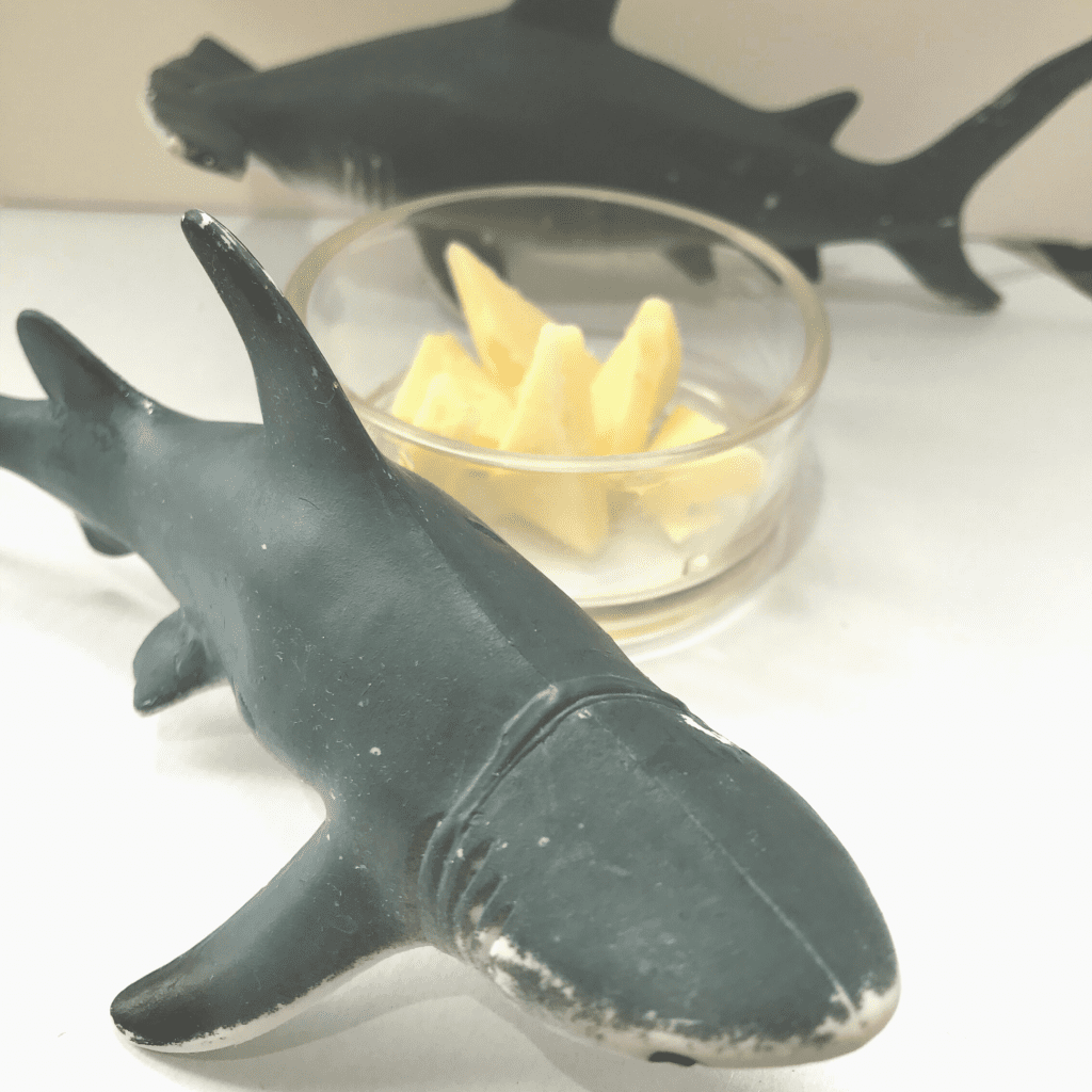 Cheese Shark teeth